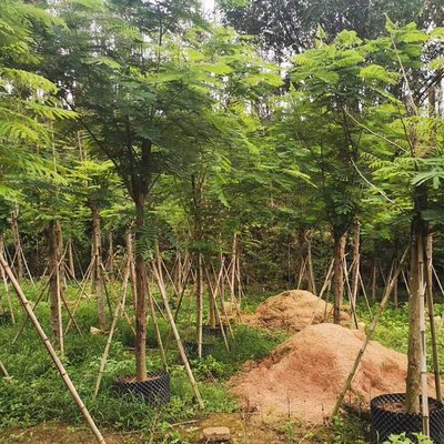 紅花映日，綠意成蔭 鳳凰木容器苗與綠化工程全案解析