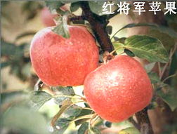 綠色健康，品質(zhì)之選——泰安市國富苗木種植經(jīng)銷合作社農(nóng)副產(chǎn)品展示