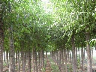 靈川林木種植 口碑沉淀，綠富雙贏的林木產(chǎn)業(yè)典范