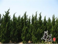 天長市榮沁苗木種植專業(yè)合作社 龍柏H300-450 & P200-300規(guī)格苗木大量供應(yīng)，誠邀合作