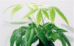 發(fā)財(cái)樹(shù)租擺