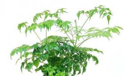 幸福樹(shù)租擺