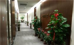 我們的綠植租擺服務(wù)宗旨，選擇我們的八大理由