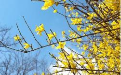 有哪些租擺的花卉是春天開花的？