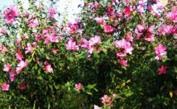 十二星座專(zhuān)屬花卉，你是什么花？